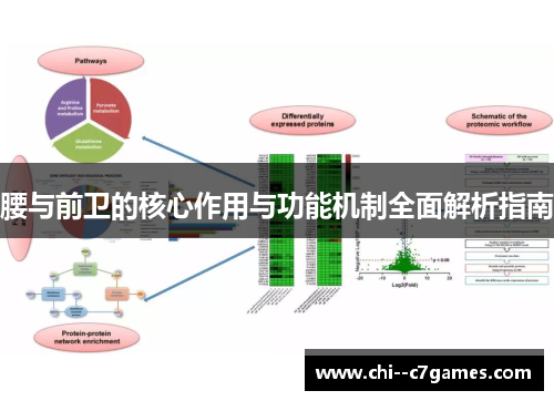 腰与前卫的核心作用与功能机制全面解析指南